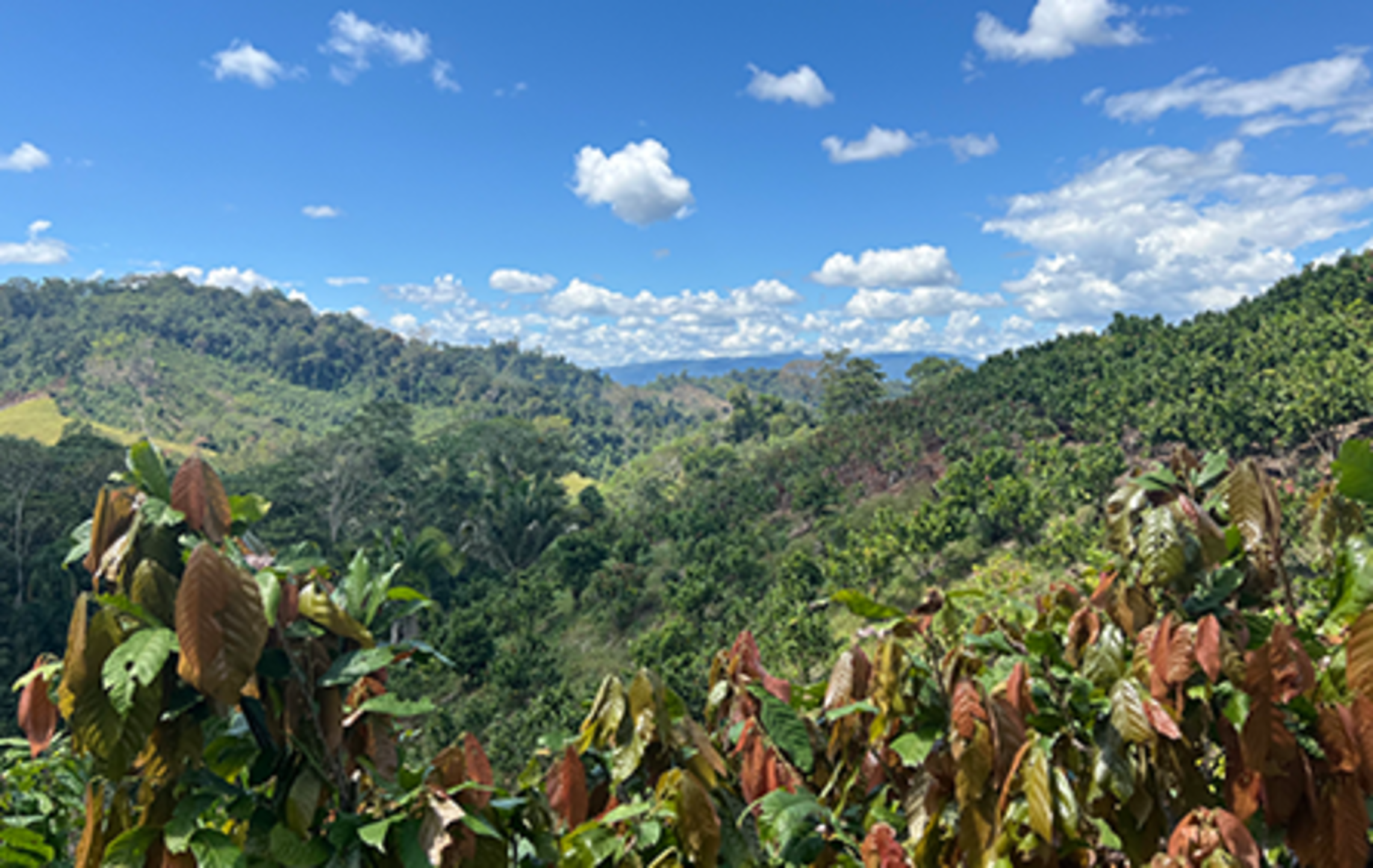Blog about cocoa, trees and climate action